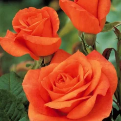 Straußrosen-Kollektion (x5) - Fünf Rosen, ein Blütenmeer