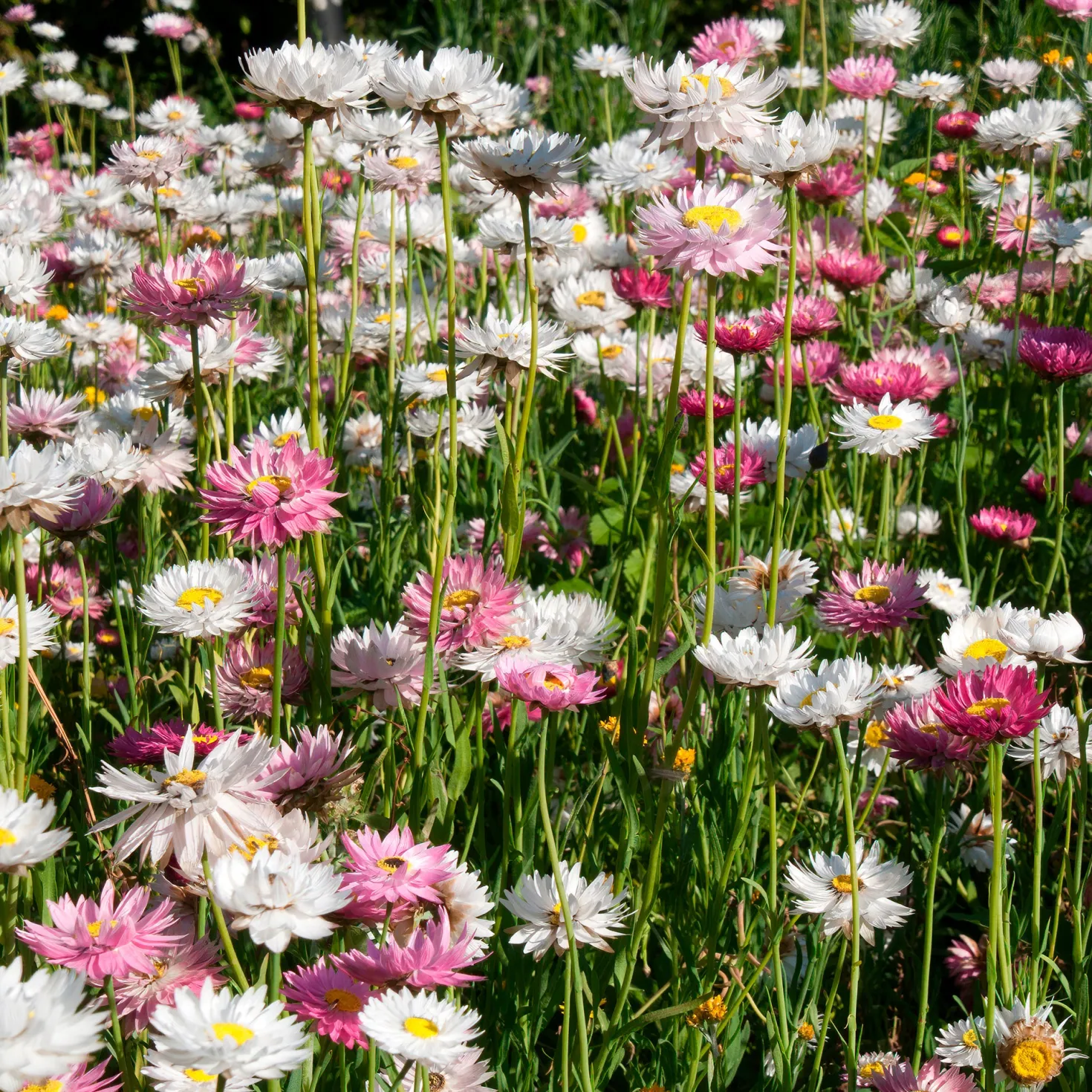 Strohblumen Australien Mischung - Blüten die ewig halten