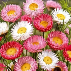 Strohblumen Australien Mischung - Blüten die ewig halten