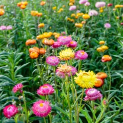 Strohblumen Mischung - Blüten die nie verwelken