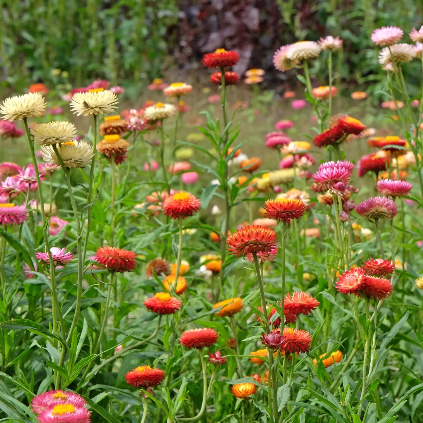 Strohblumen Mischung - Blüten die nie verwelken