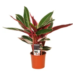 Stromanthe 'Triostar' - Farbwunder fürs Wohnzimmer