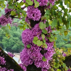 Sträucher-Kollektion Forsythie & Judasbaum (x2) - Blütenexplosion im Frühling