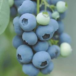 Sträucher-Kollektion Vitaminfrüchte (x4) - Superfrüchte, antioxidativ
