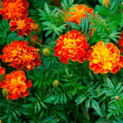 Studentenblume 'Honeycomb' - Farbenspiel den ganzen Sommer