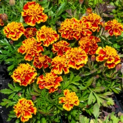 Studentenblume 'Honeycomb' - Farbenspiel den ganzen Sommer