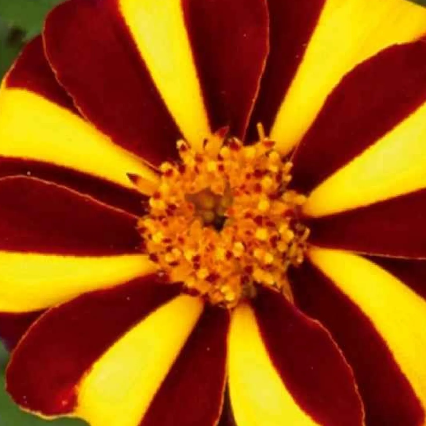 Studentenblume ‘Mr. Majestic’ - Blüht den ganzen Sommer