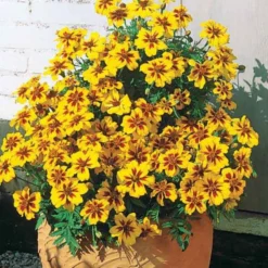 Studentenblume ‘Naughty Marietta’ - Essbare Blüten den Sommer lang