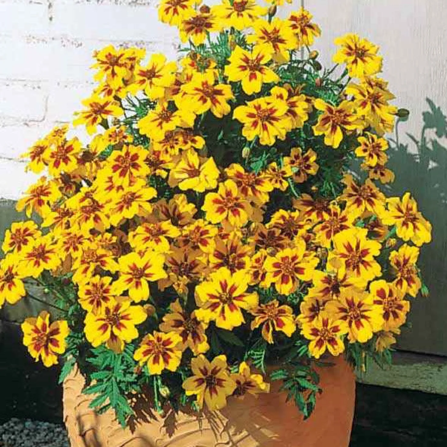 Studentenblume ‘Naughty Marietta’ - Essbare Blüten den Sommer lang