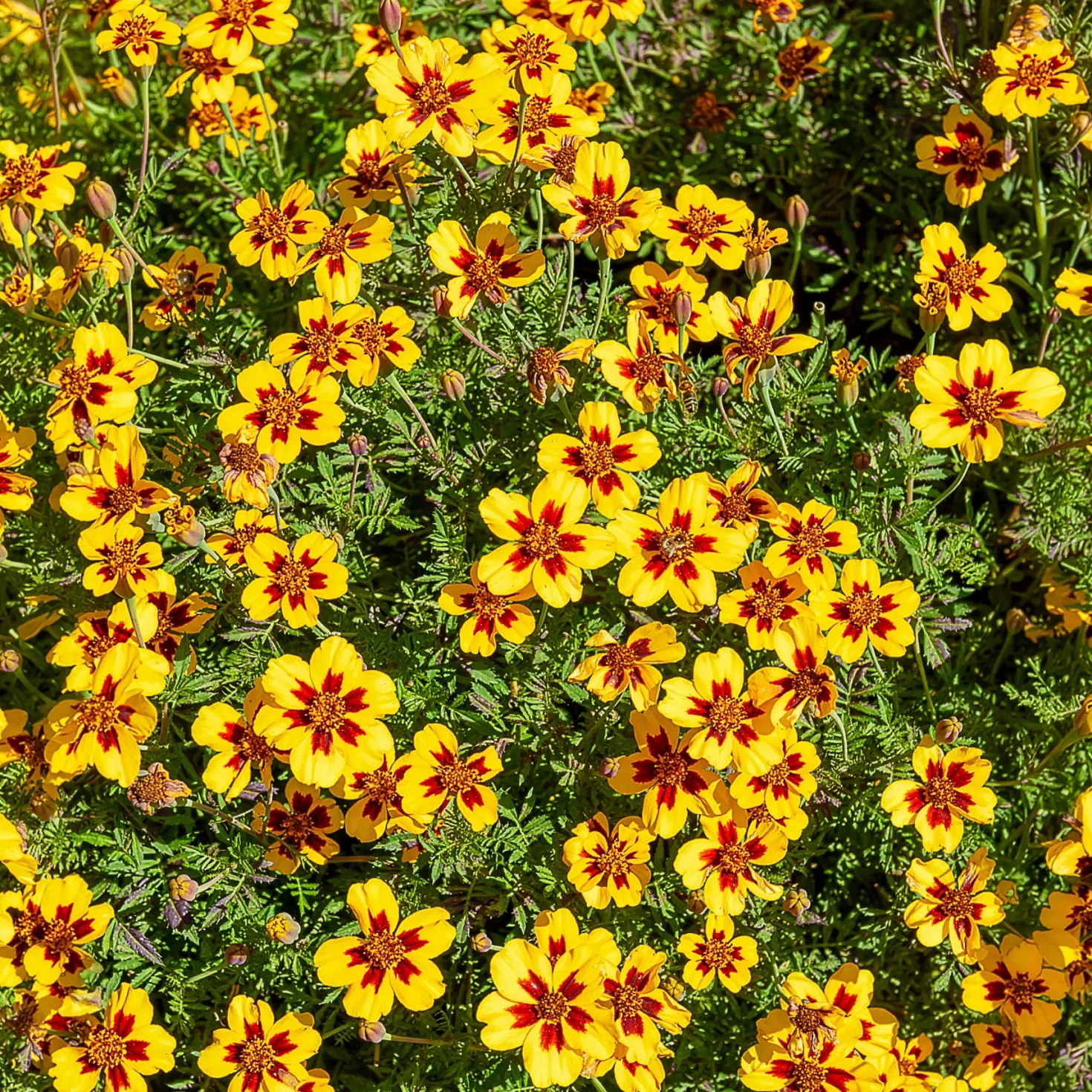 Studentenblume ‘Naughty Marietta’ - Essbare Blüten den Sommer lang