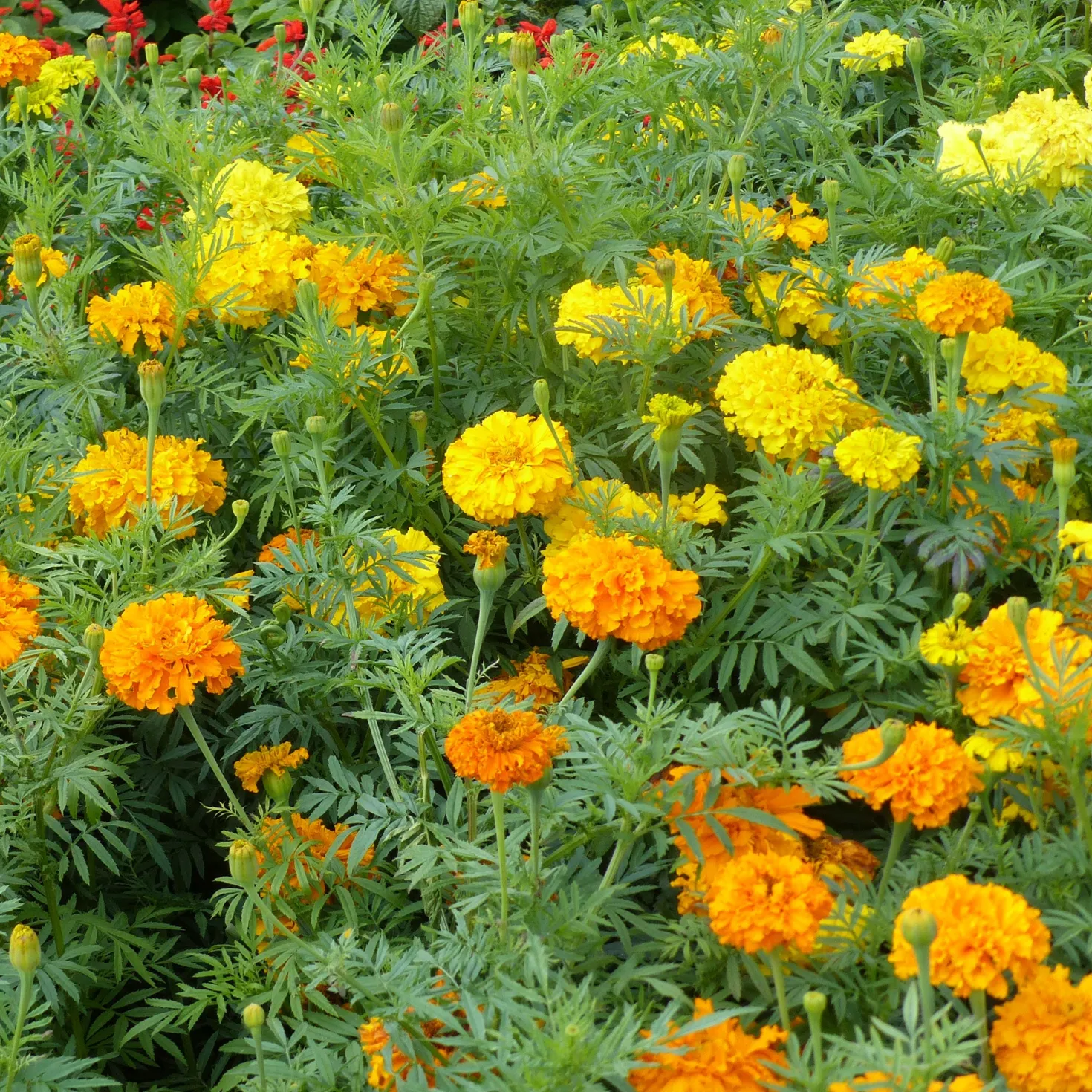 Studentenblumen gefüllt Mischung - Sommer voller Farben