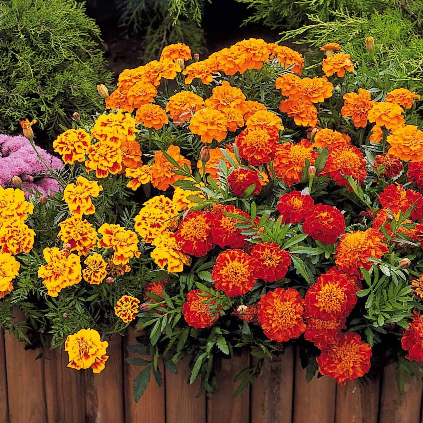 Studentenblume Rusty Red - Rostrote Blüten den ganzen Sommer