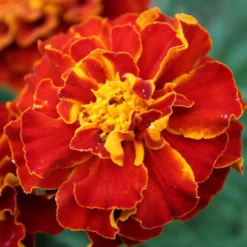 Studentenblume Rusty Red - Rostrote Blüten den ganzen Sommer