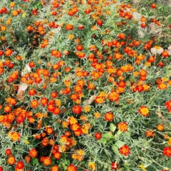 Studentenblume Rusty Red - Rostrote Blüten den ganzen Sommer