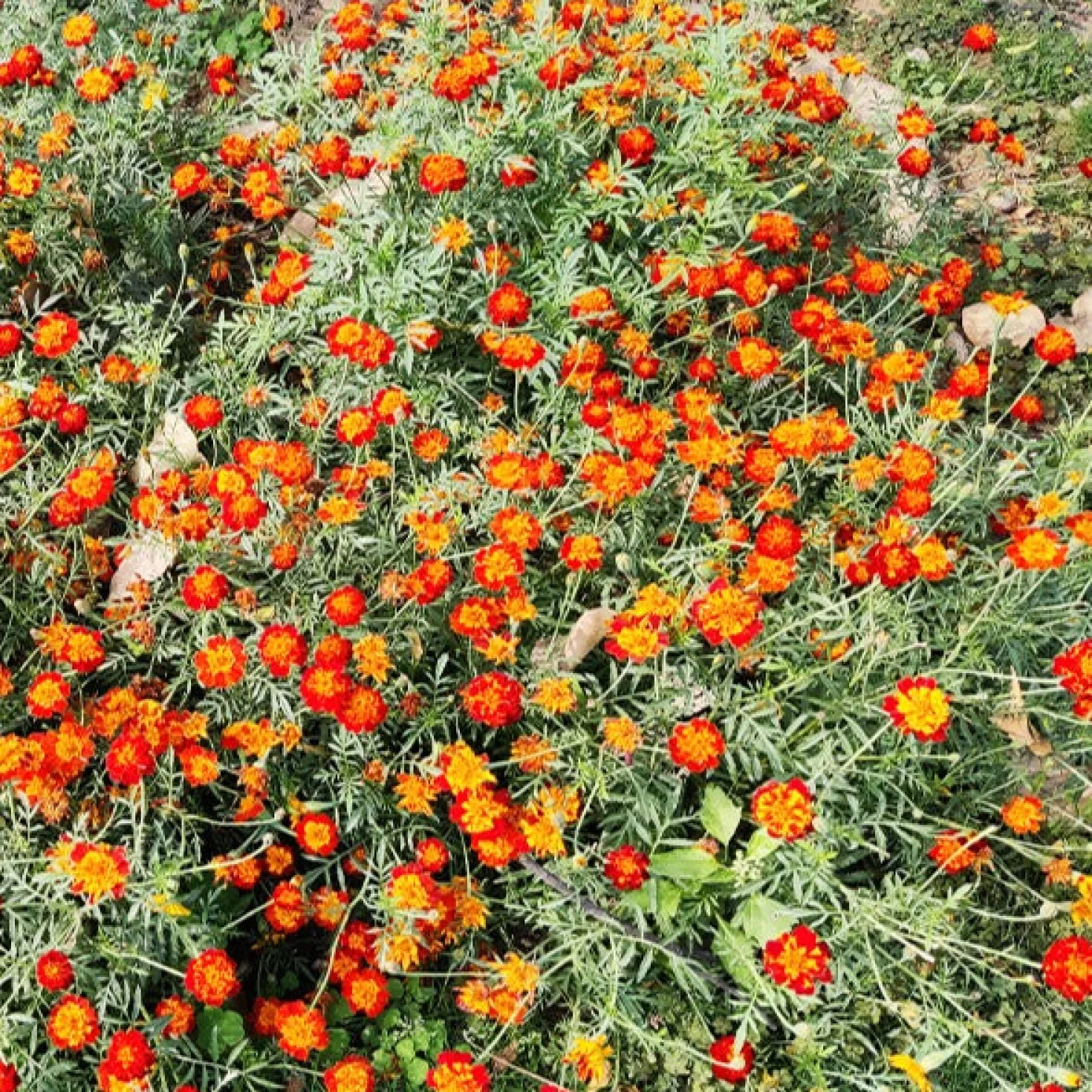 Studentenblume Rusty Red - Rostrote Blüten den ganzen Sommer