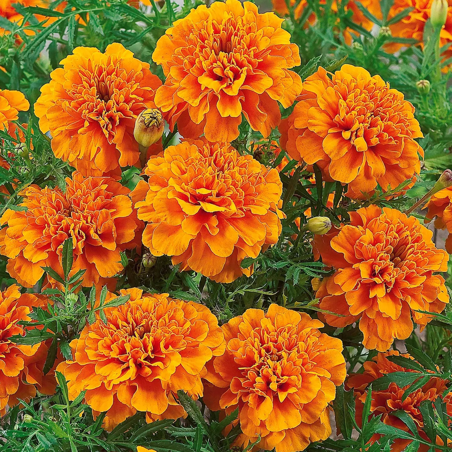 Studentenblume ‘Tangerine’ - Orange Blüten den ganzen Sommer