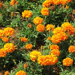 Studentenblume ‘Tangerine’ - Orange Blüten den ganzen Sommer