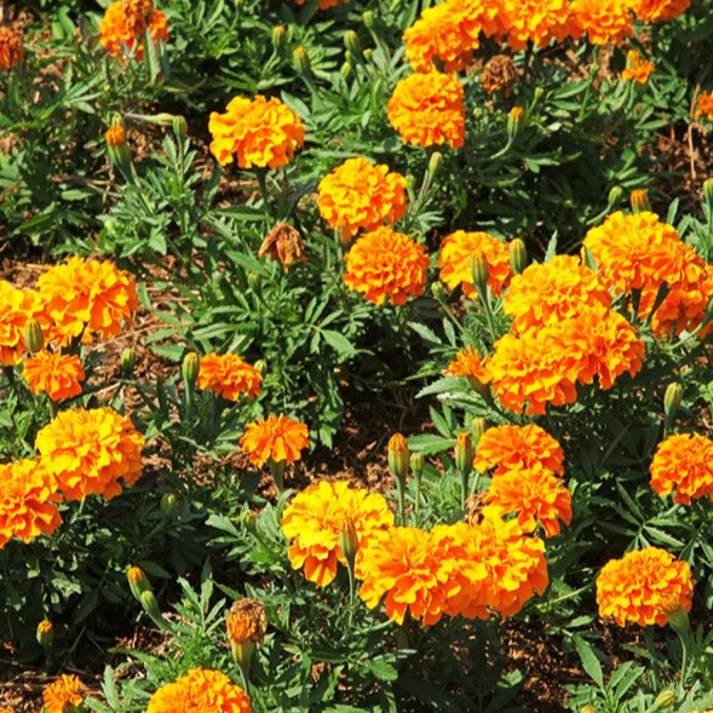 Studentenblume ‘Tangerine’ - Orange Blüten den ganzen Sommer