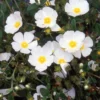 Stumpfblättrige Zistrose - Weiße Blüten, kaum Pflege