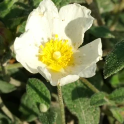 Stumpfblättrige Zistrose - Weiße Blüten, kaum Pflege