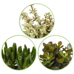 Sukkulente Crassula Mischung (x3) - Deko-Effekt sofort