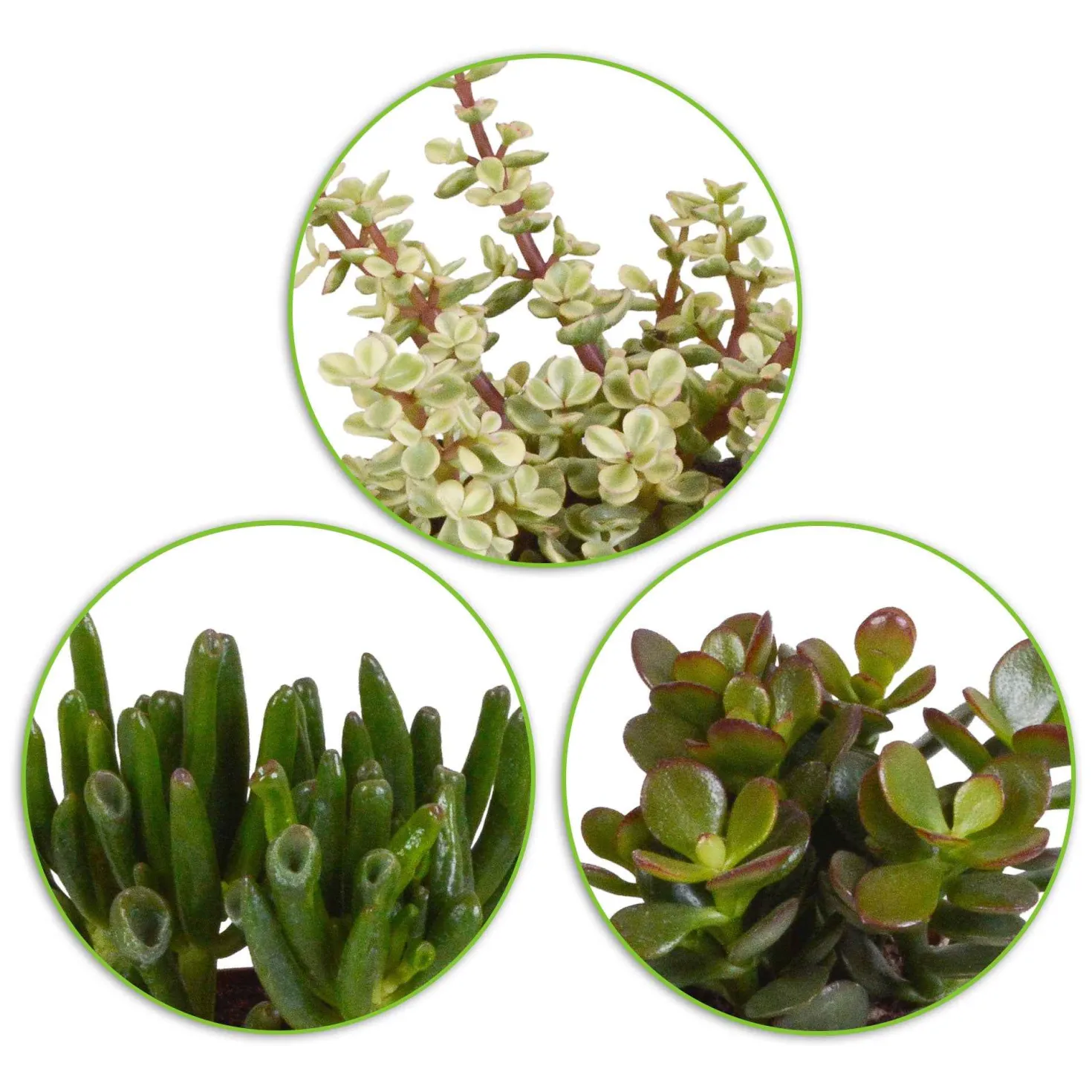 Sukkulente Crassula Mischung (x3) - Deko-Effekt sofort