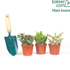 Sukkulente Crassula Mischung (x3) - Deko-Effekt sofort