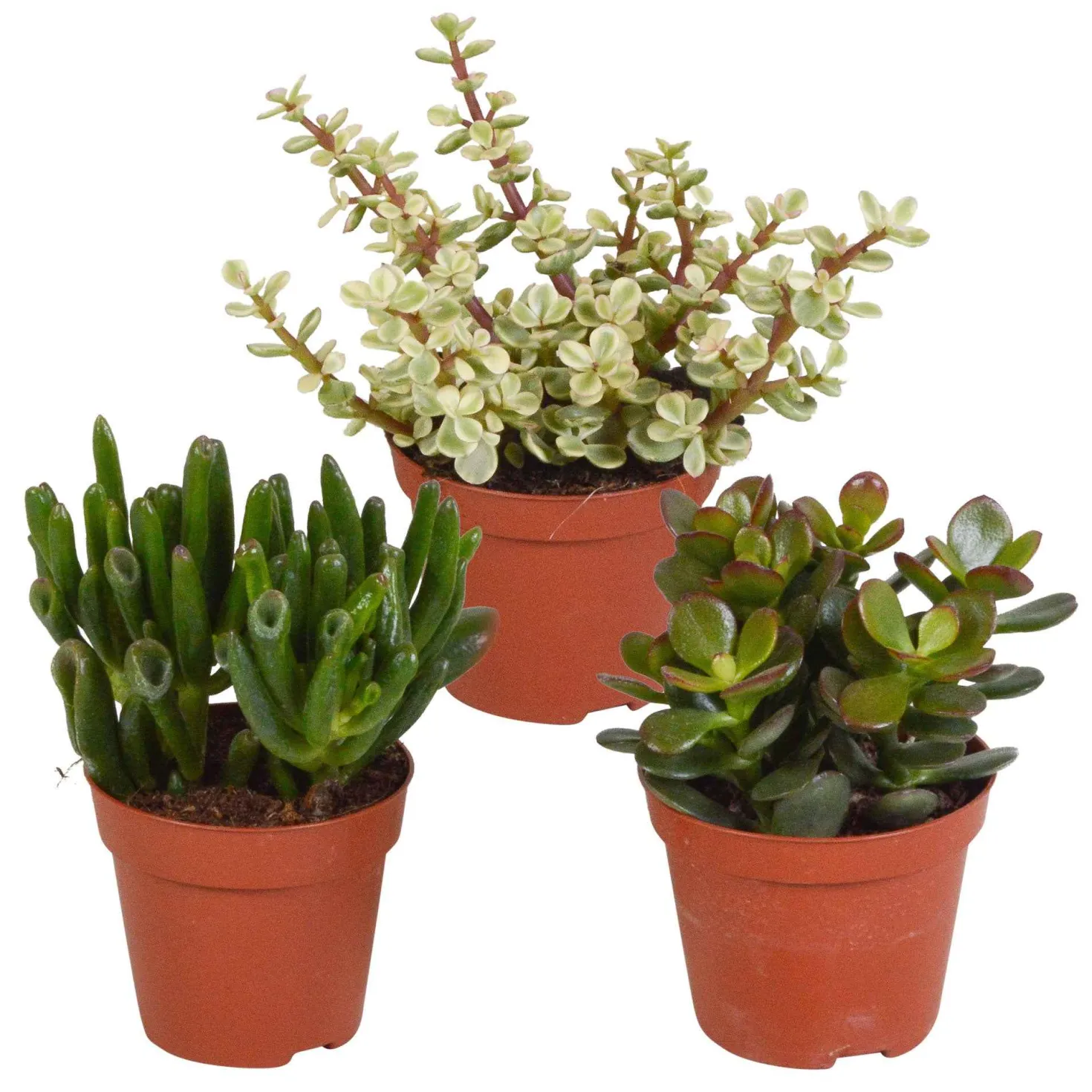 Sukkulente Crassula Mischung (x3) - Deko-Effekt sofort