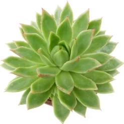 Sukkulente Echeveria agavoides - Sofort schön, kaum Pflege