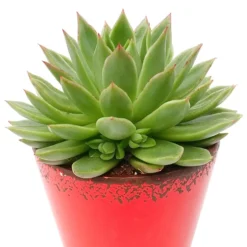 Sukkulente Echeveria agavoides - Sofort schön, kaum Pflege