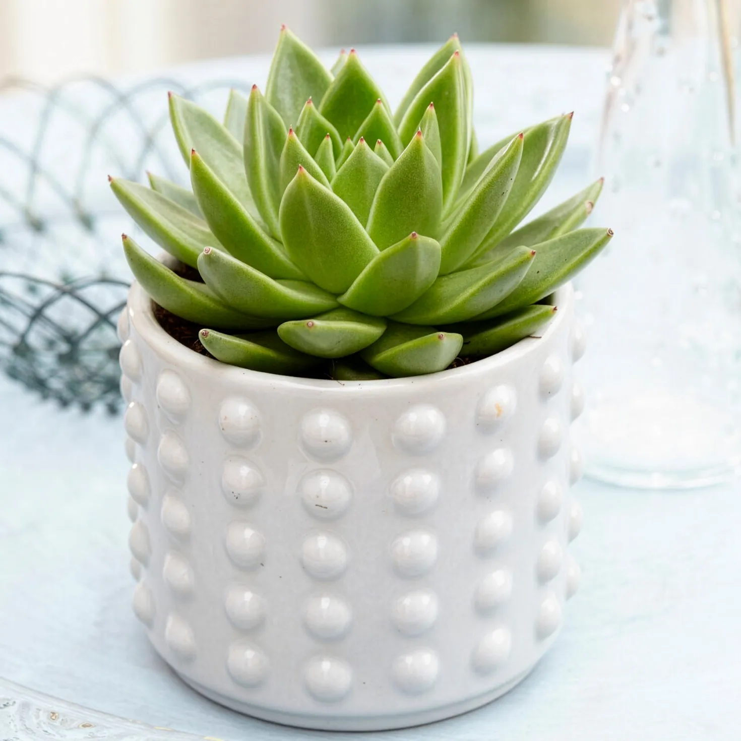 Sukkulente Echeveria agavoides - Sofort schön, kaum Pflege