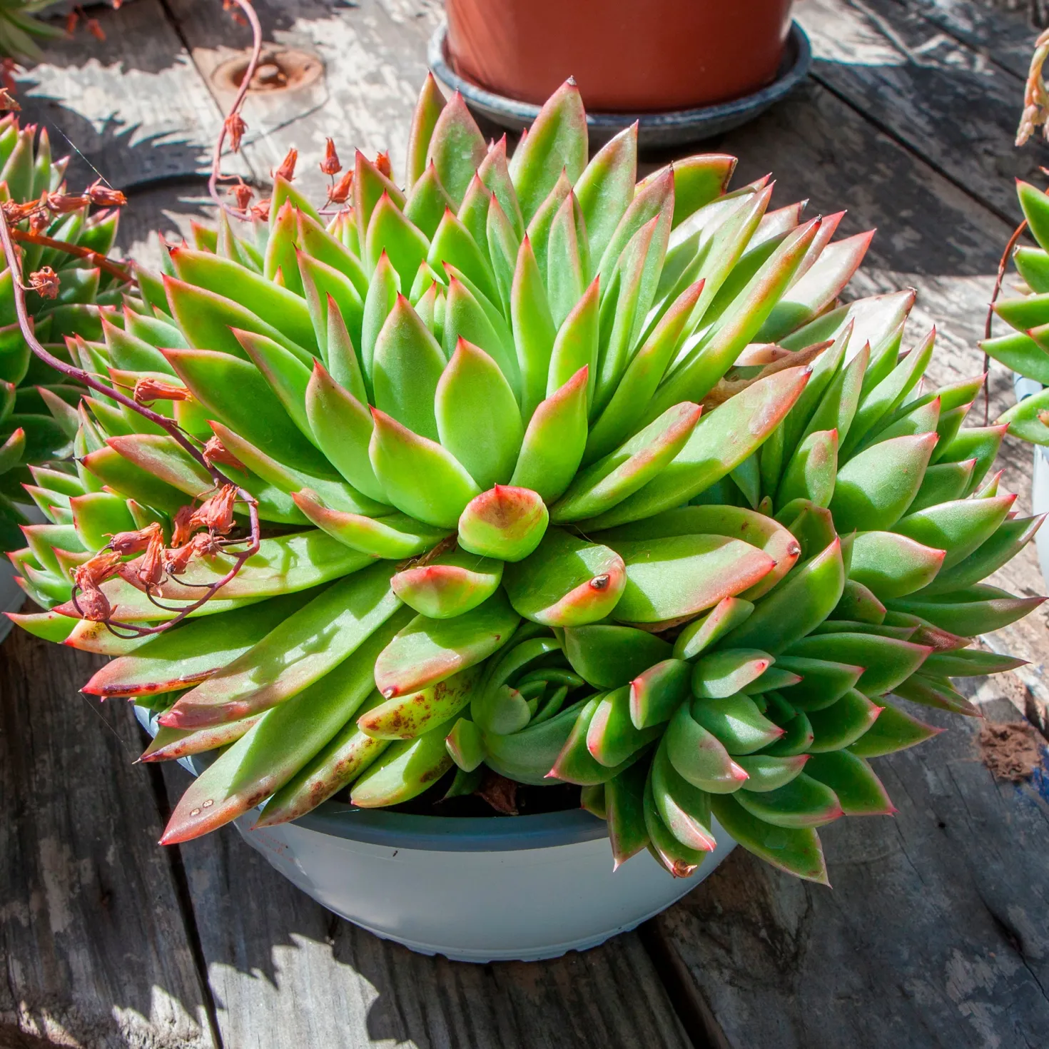 Sukkulente Echeveria agavoides - Sofort schön, kaum Pflege