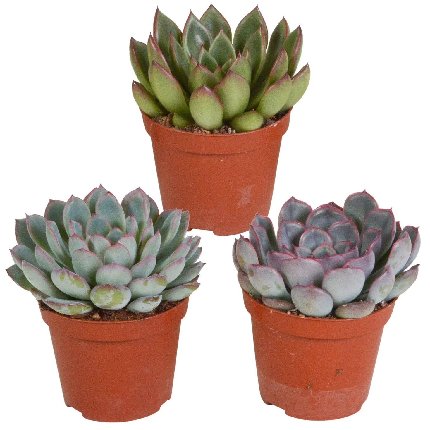 Sukkulente Echeveria Mischung (x3) - Deko-Effekt sofort