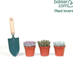 Sukkulente Echeveria Mischung (x3) - Deko-Effekt sofort