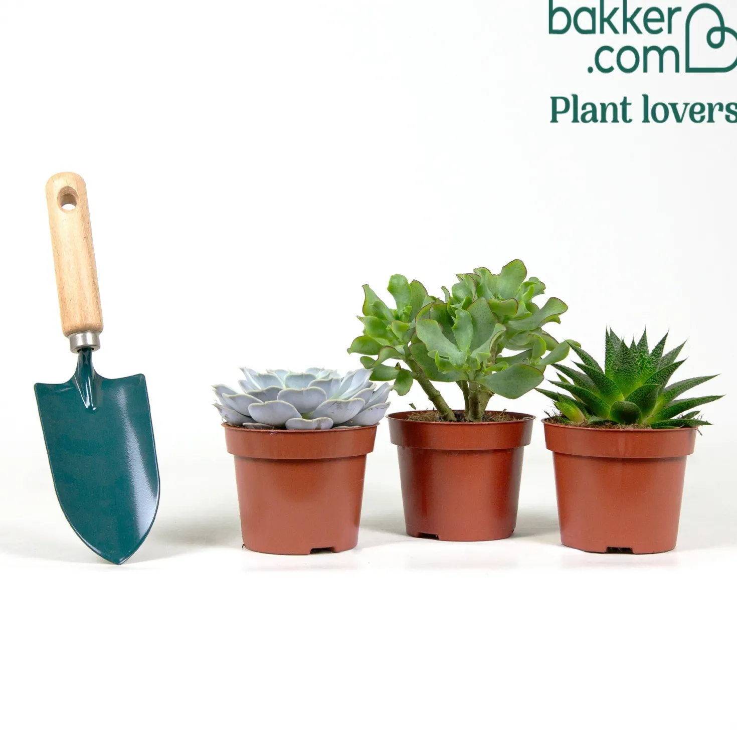 Sukkulenten-Kollektion (Aloe, Echeveria, Crassula) - Drei Sukkulenten, null Aufwand
