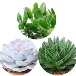Sukkulenten-Kollektion (Aloe, Echeveria, Crassula) - Drei Sukkulenten, null Aufwand