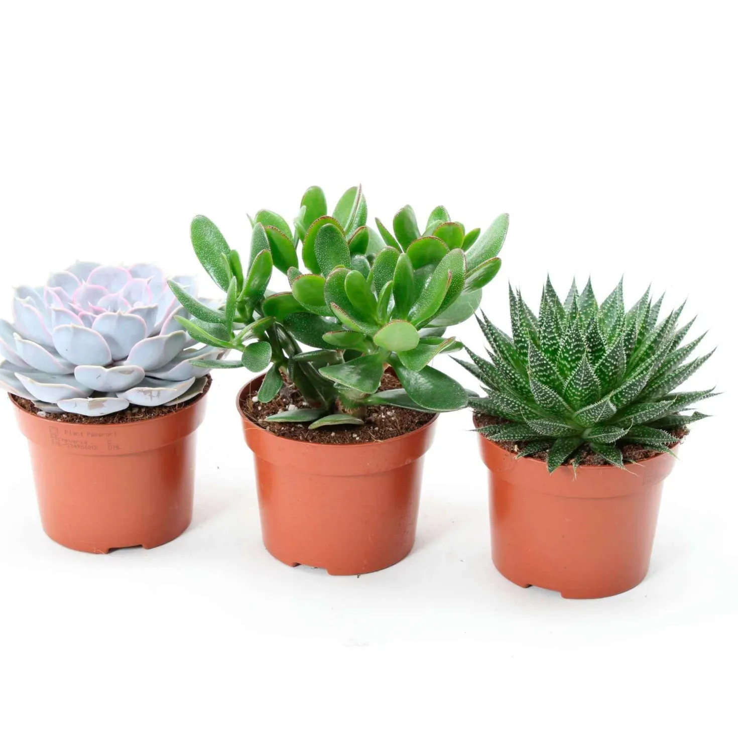 Sukkulenten-Kollektion (Aloe, Echeveria, Crassula) - Drei Sukkulenten, null Aufwand
