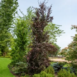 Säulenblutbuche Dawyck Purple - Schmale Säule, große Wirkung