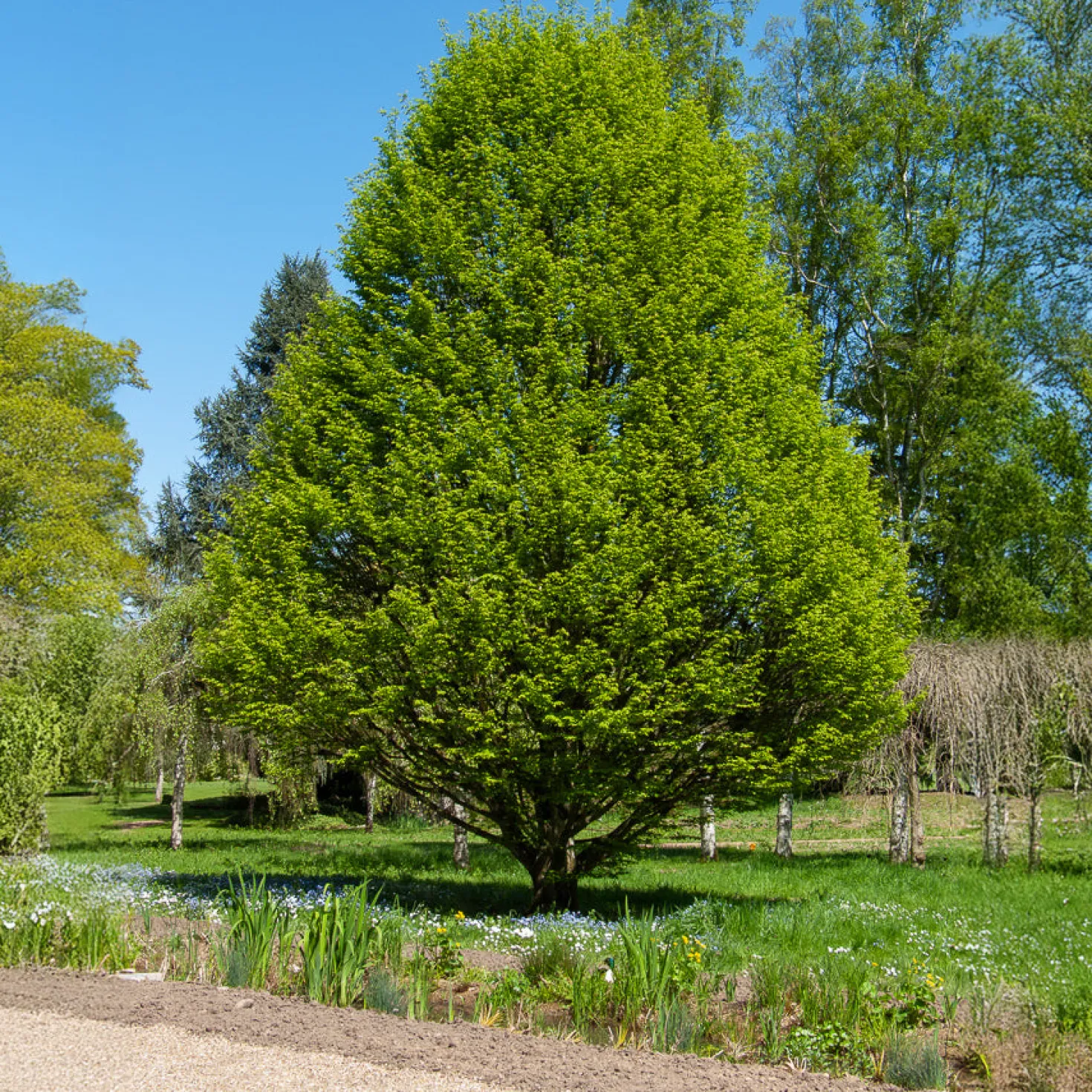 Säulen-Hainbuche - Schmale Säule, viel Sichtschutz
