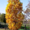 Säulen-Tulpenbaum Fastigiatum - Höhe ohne Platzverlust