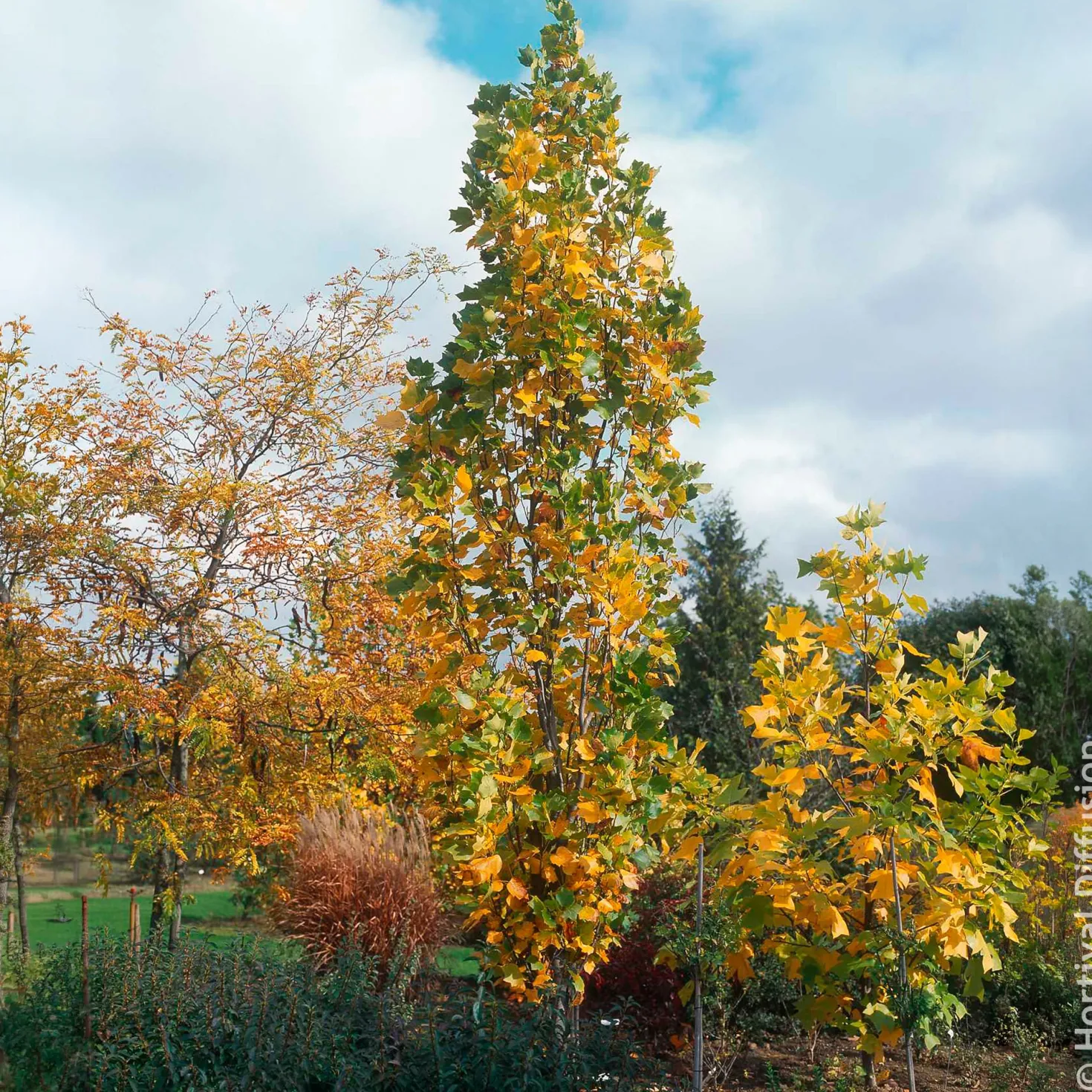 Säulen-Tulpenbaum Fastigiatum - Höhe ohne Platzverlust