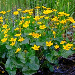 Sumpfdotterblume - Wasser-Ringelblume - Goldgelb am Wasserrand