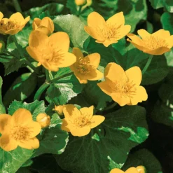 Sumpfdotterblume - Wasser-Ringelblume - Goldgelb am Wasserrand