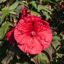 Sumpf-Eibisch ‘Carrousel® Giant Red’ - Teller-große Blüten im Beet