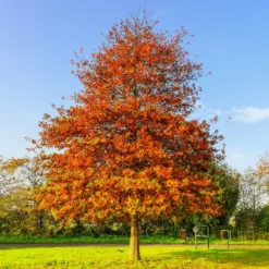 Sumpfeiche - Feuerrotes Herbstlaub