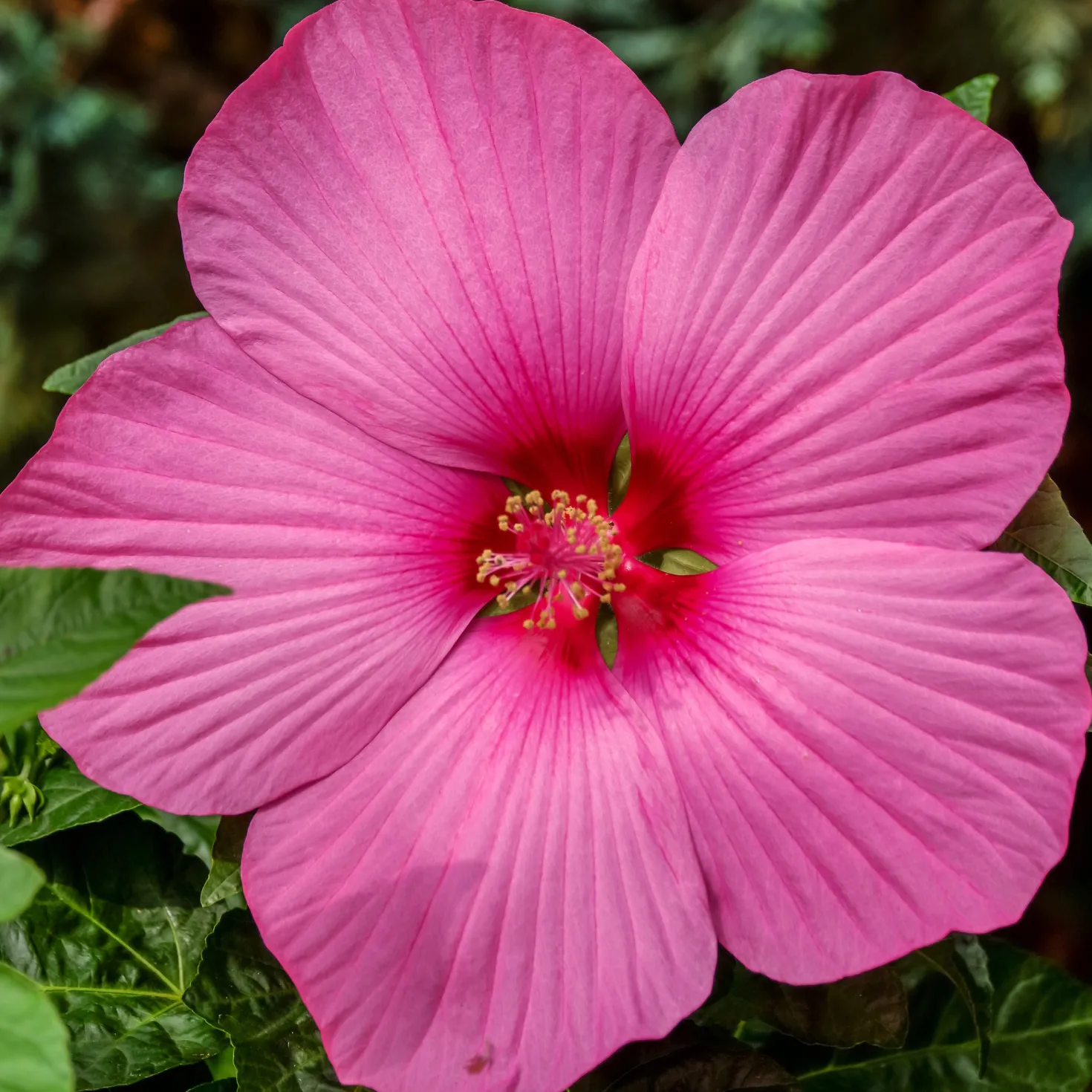 Sumpf-Roseneibisch Carousel ® Pink Passion - Riesenblüten in nur 1 Jahr