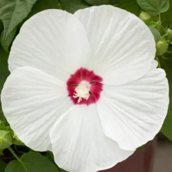 Sumpf-Roseneibisch Luna White - Riesenblüten in reinem Weiß