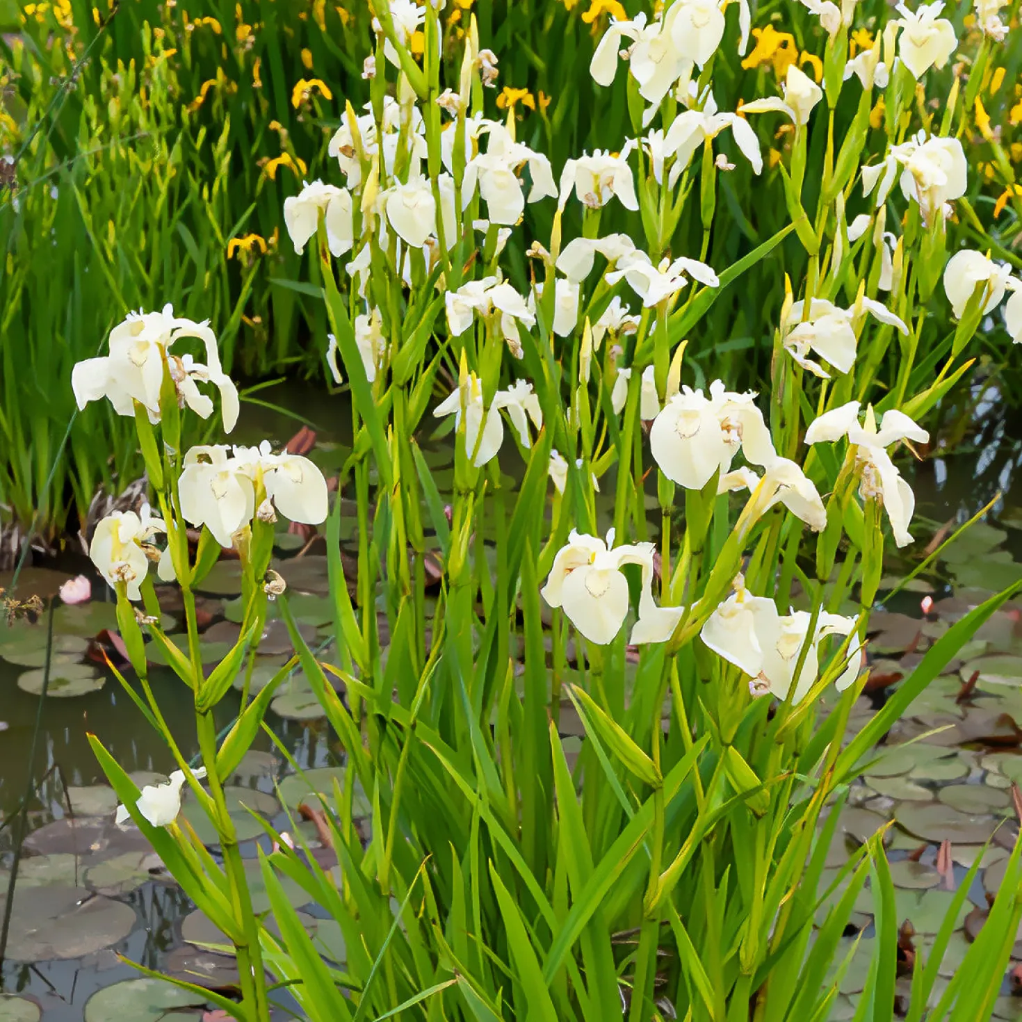 Sumpf-Schwertlilie ‘Alba’ - Weiße Iris am Teichrand