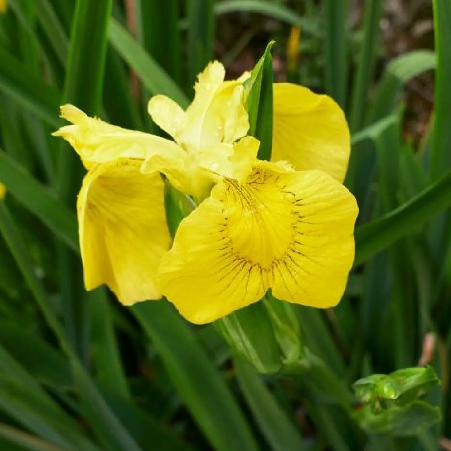 Sumpfschwertlilie - Gelbe Blüten am Wasserrand