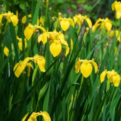 Sumpfschwertlilie - Gelbe Blüten am Wasserrand
